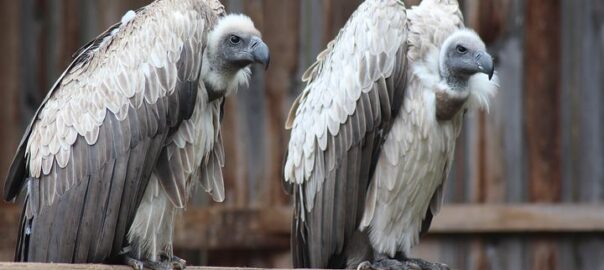 gray-vultures